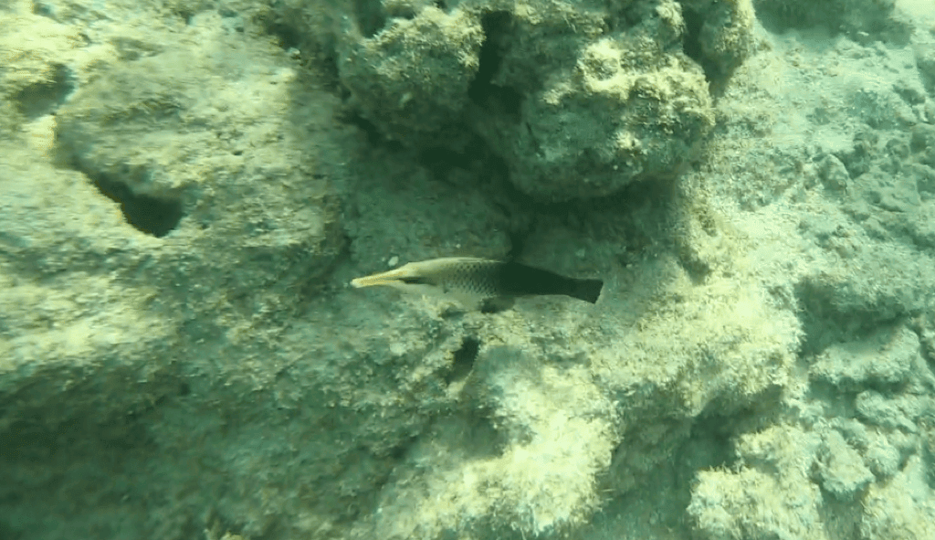 【夏威夷歐胡島必去】恐龍灣自然保護區Hanauma Bay Nature Preserve。浮潛必去海灘