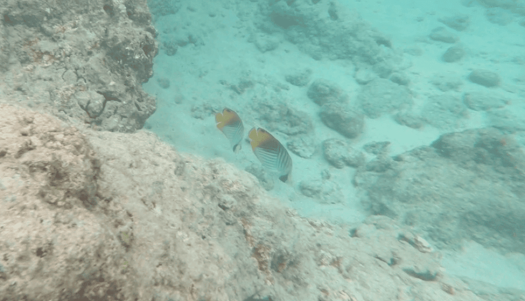 【夏威夷歐胡島必去】恐龍灣自然保護區Hanauma Bay Nature Preserve。浮潛必去海灘