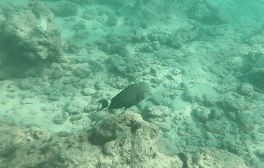 【夏威夷歐胡島必去】恐龍灣自然保護區Hanauma Bay Nature Preserve。浮潛必去海灘