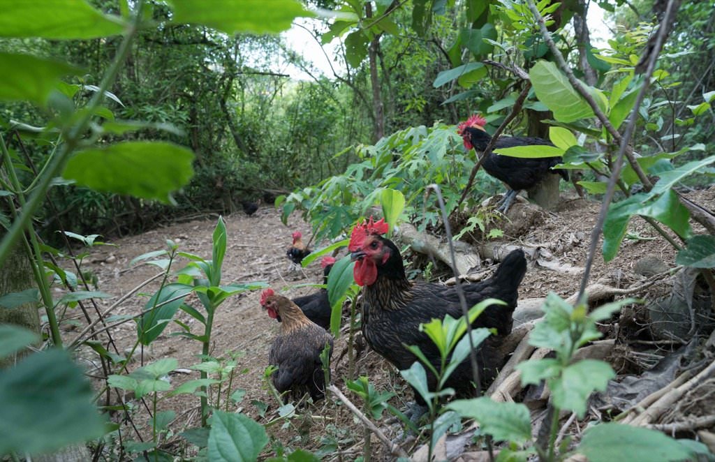 大野山雞滴雞精｜放牧飼養土雞滴雞精，提升體力補充元氣推薦！(大野山牧場)