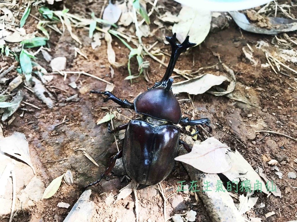 【親子登山步道】桃園羊稠坑森林步道，上百上千隻獨角仙甲蟲生態區｜交通路線．出入口分享