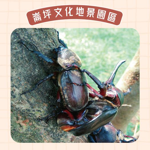 桃園景點|觀音崙坪文化地景園區,超大草坪、龜殼廣場、好客食堂餐廳,桃園戶外景點推薦! - 第11張圖 桃園景點|觀音崙坪文化地景園區,超大草坪、龜殼廣場、好客食堂餐廳,桃園戶外景點推薦!