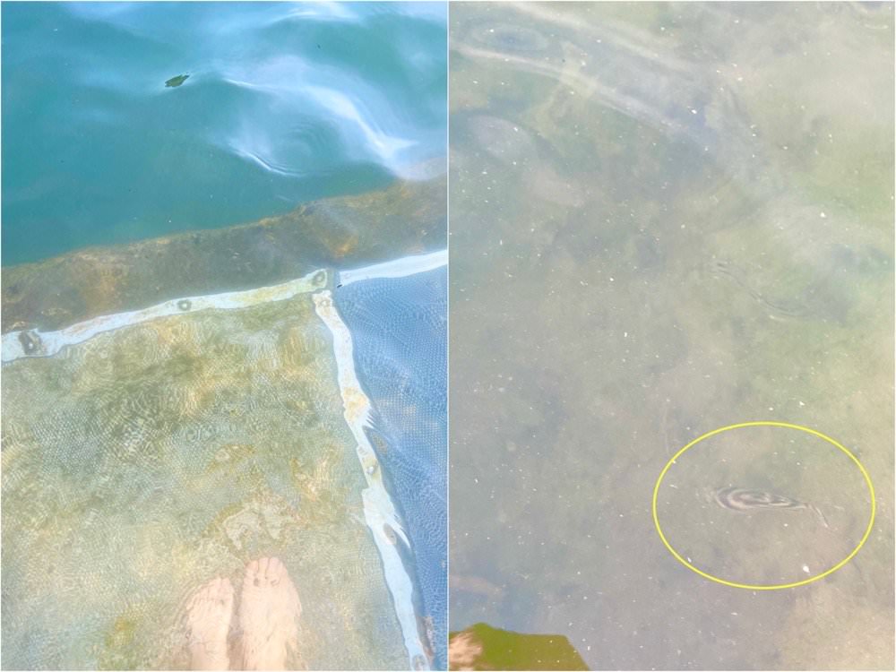 基隆和平島公園｜超棒海水泳池，玩水玩沙、和魚一起游泳～基隆旅遊景點推薦！