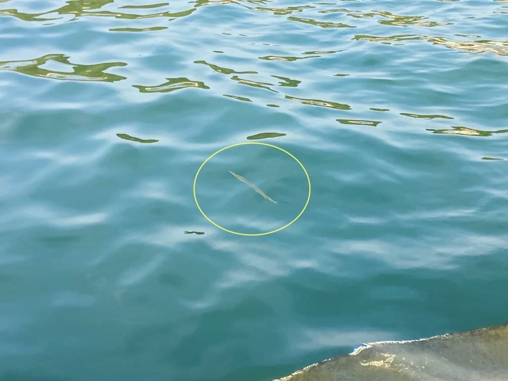 基隆和平島公園｜超棒海水泳池，玩水玩沙、和魚一起游泳～基隆旅遊景點推薦！