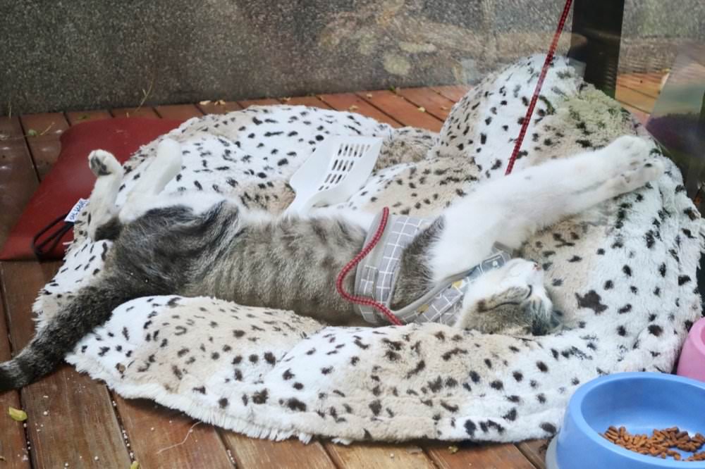 沃德先生烘培餐館｜質感氣氛、義大利麵與精緻美食，中壢不限時餐廳推薦！