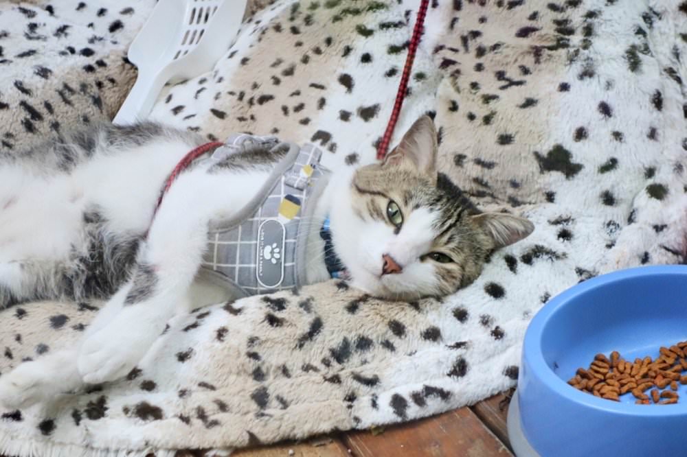 沃德先生烘培餐館｜質感氣氛、義大利麵與精緻美食，中壢不限時餐廳推薦！