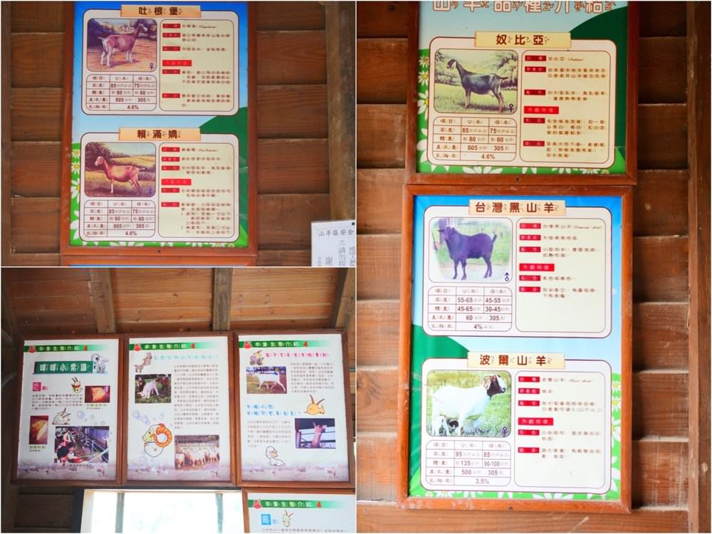 羊世界牧場｜餵羊吃草趣，還可餵食天竺鼠、草泥馬、可愛兔子、土撥鼠｜門票只要60元｜桃園中壢親子景點推薦！