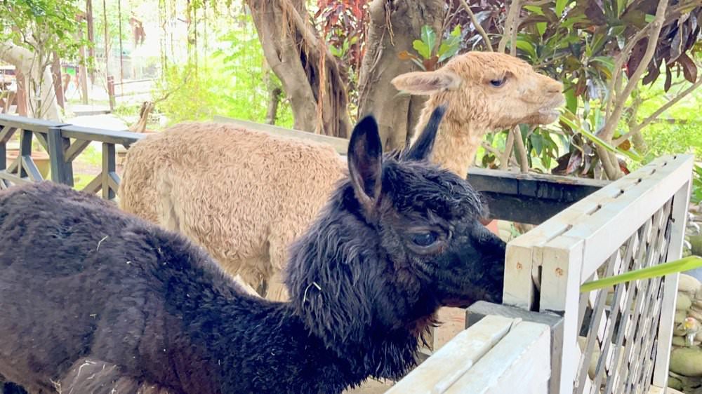 羊世界牧場｜餵羊吃草趣，還可餵食天竺鼠、草泥馬、可愛兔子、土撥鼠｜門票只要60元｜桃園中壢親子景點推薦！