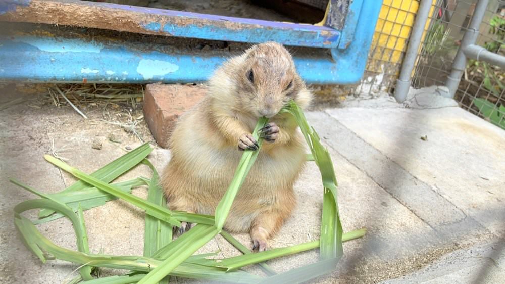 羊世界牧場｜餵羊吃草趣，還可餵食天竺鼠、草泥馬、可愛兔子、土撥鼠｜門票只要60元｜桃園中壢親子景點推薦！