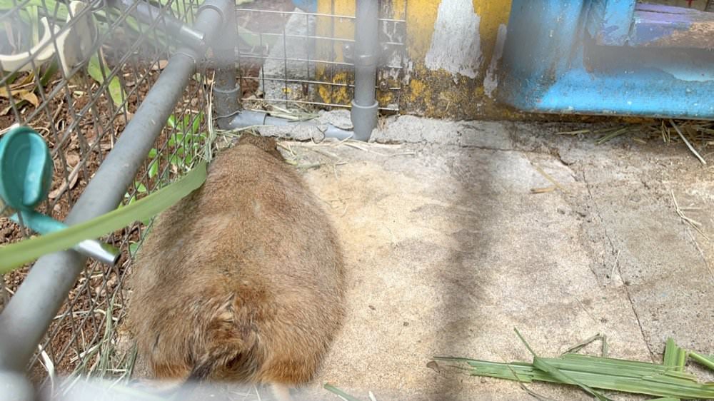 羊世界牧場｜餵羊吃草趣，還可餵食天竺鼠、草泥馬、可愛兔子、土撥鼠｜門票只要60元｜桃園中壢親子景點推薦！