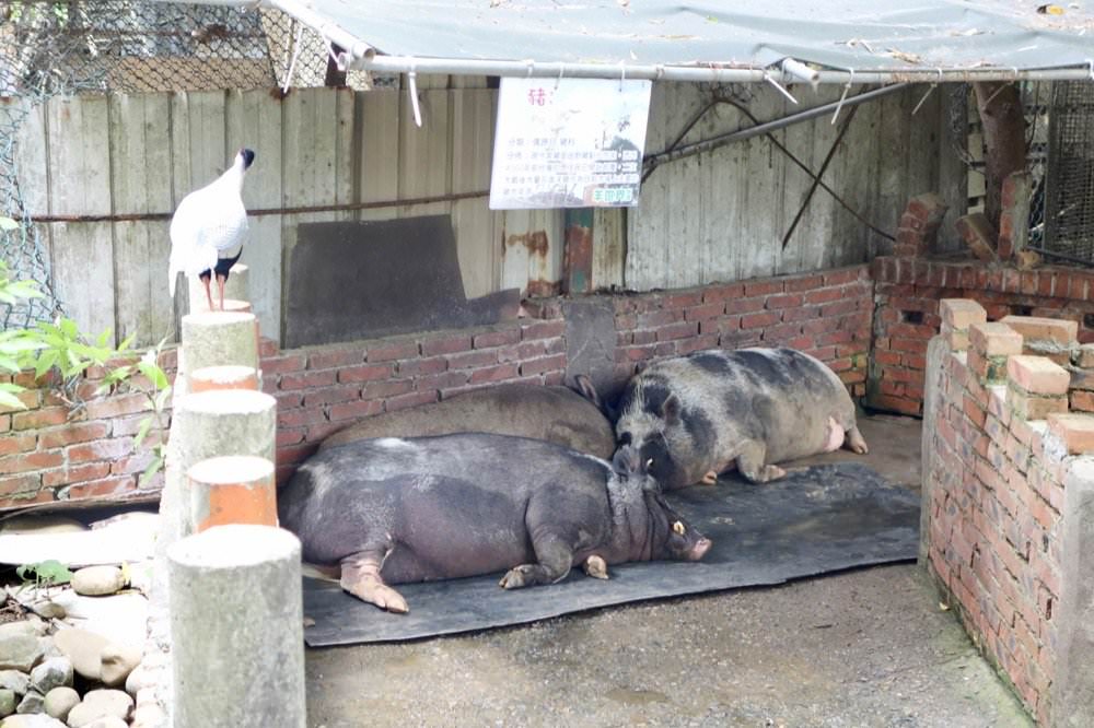 羊世界牧場｜餵羊吃草趣，還可餵食天竺鼠、草泥馬、可愛兔子、土撥鼠｜門票只要60元｜桃園中壢親子景點推薦！