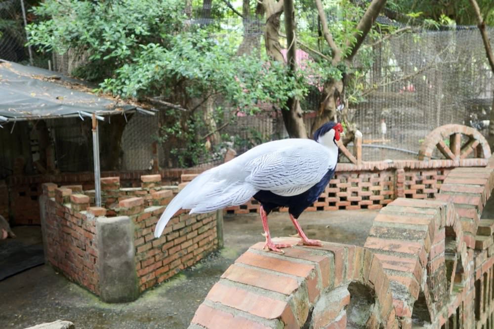 羊世界牧場｜餵羊吃草趣，還可餵食天竺鼠、草泥馬、可愛兔子、土撥鼠｜門票只要60元｜桃園中壢親子景點推薦！