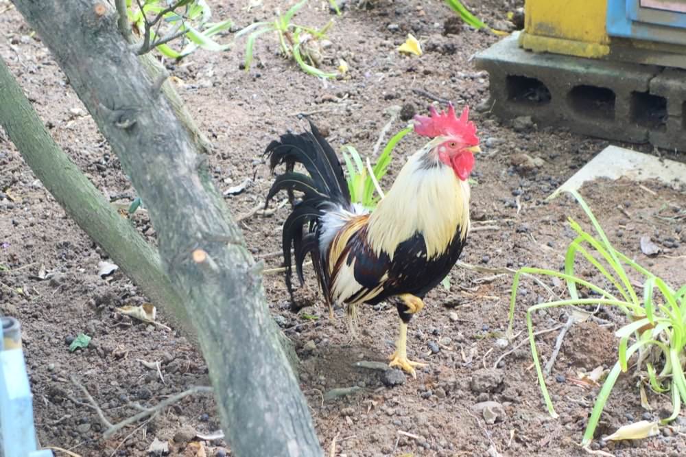 羊世界牧場｜餵羊吃草趣，還可餵食天竺鼠、草泥馬、可愛兔子、土撥鼠｜門票只要60元｜桃園中壢親子景點推薦！