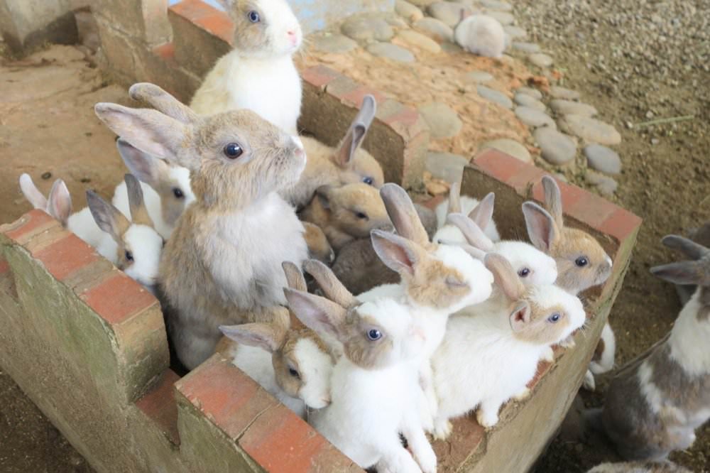 羊世界牧場｜餵羊吃草趣，還可餵食天竺鼠、草泥馬、可愛兔子、土撥鼠｜門票只要60元｜桃園中壢親子景點推薦！