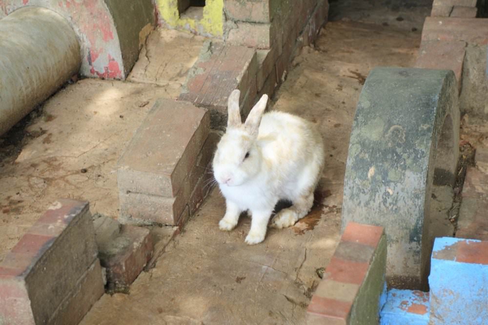 羊世界牧場｜餵羊吃草趣，還可餵食天竺鼠、草泥馬、可愛兔子、土撥鼠｜門票只要60元｜桃園中壢親子景點推薦！