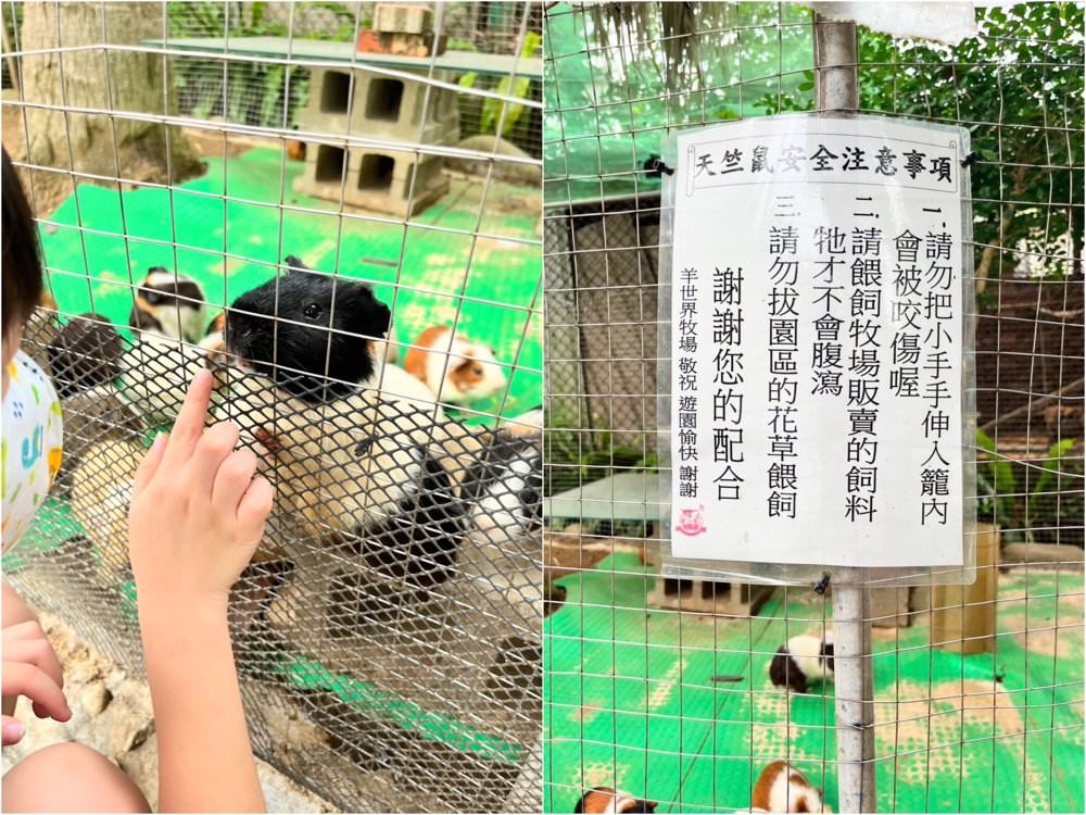 羊世界牧場｜餵羊吃草趣，還可餵食天竺鼠、草泥馬、可愛兔子、土撥鼠｜門票只要60元｜桃園中壢親子景點推薦！