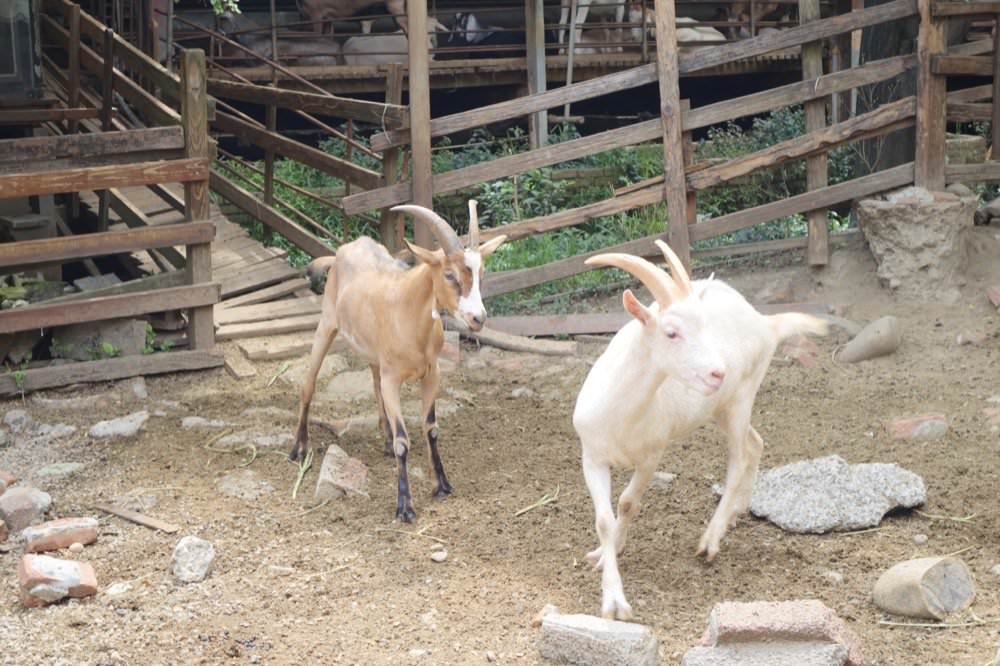 羊世界牧場｜餵羊吃草趣，還可餵食天竺鼠、草泥馬、可愛兔子、土撥鼠｜門票只要60元｜桃園中壢親子景點推薦！