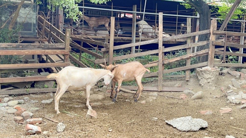 羊世界牧場｜餵羊吃草趣，還可餵食天竺鼠、草泥馬、可愛兔子、土撥鼠｜門票只要60元｜桃園中壢親子景點推薦！