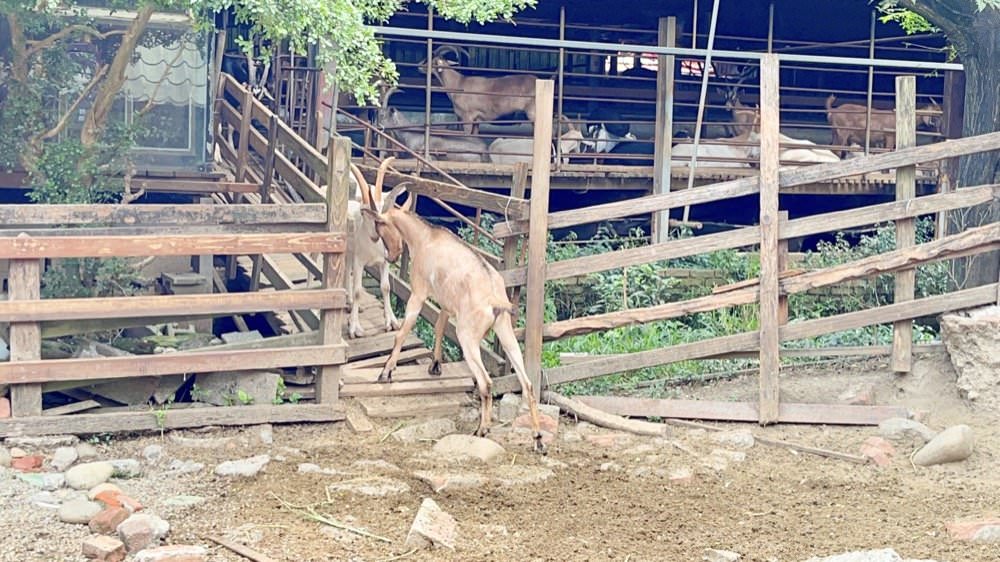 羊世界牧場｜餵羊吃草趣，還可餵食天竺鼠、草泥馬、可愛兔子、土撥鼠｜門票只要60元｜桃園中壢親子景點推薦！