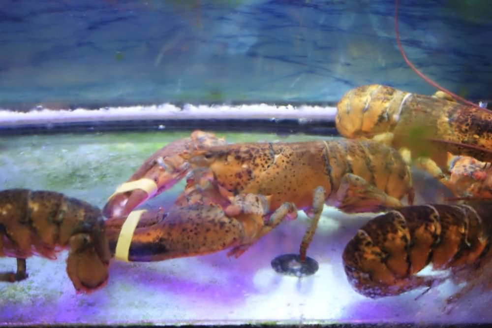 上官木桶鍋。中壢火鍋推薦｜頂級新鮮海鮮與超好吃和牛霜降肉片，肉控必吃火鍋推薦！(源自蘆洲正官)