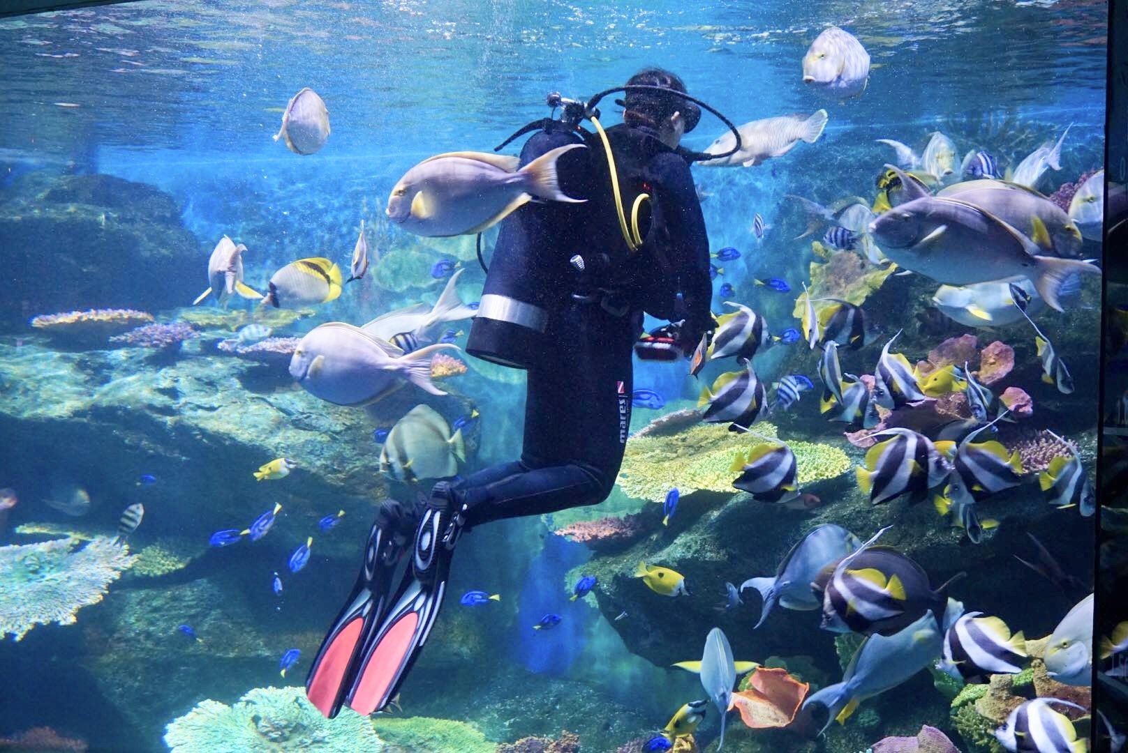 曼谷親子景點推薦｜曼谷暹羅海洋世界Sea Life Bangkok Ocean World、杜莎夫人蠟像館 | 曼谷下雨天大熱天室內景點推薦！