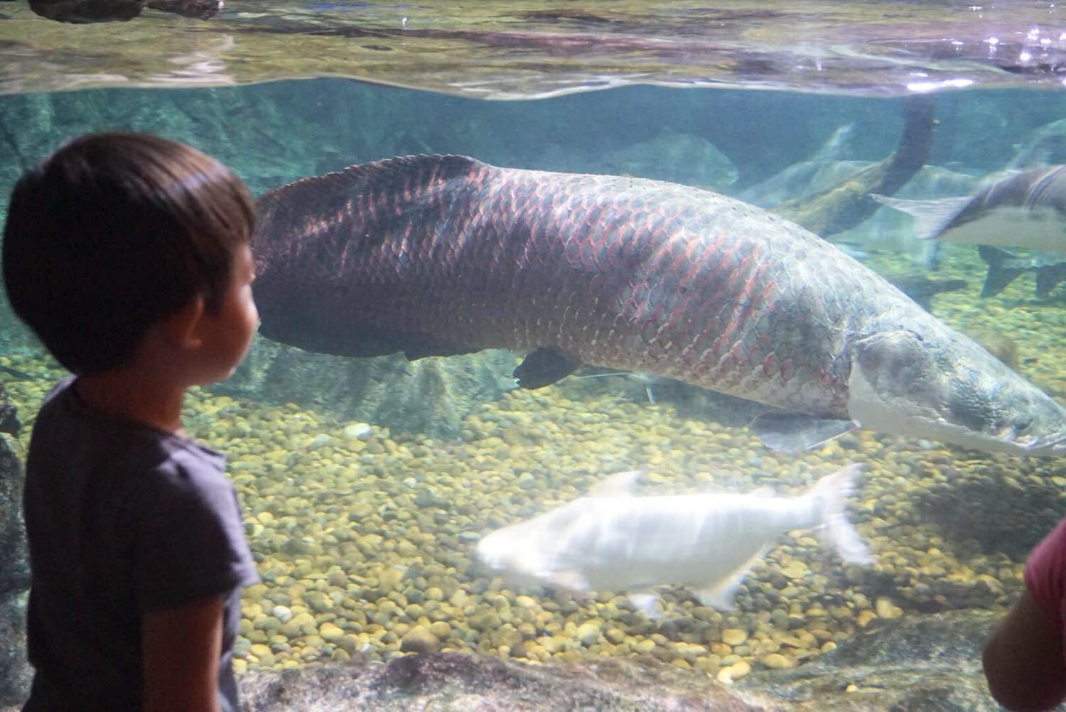 曼谷親子景點推薦｜曼谷暹羅海洋世界Sea Life Bangkok Ocean World、杜莎夫人蠟像館 | 曼谷下雨天大熱天室內景點推薦！