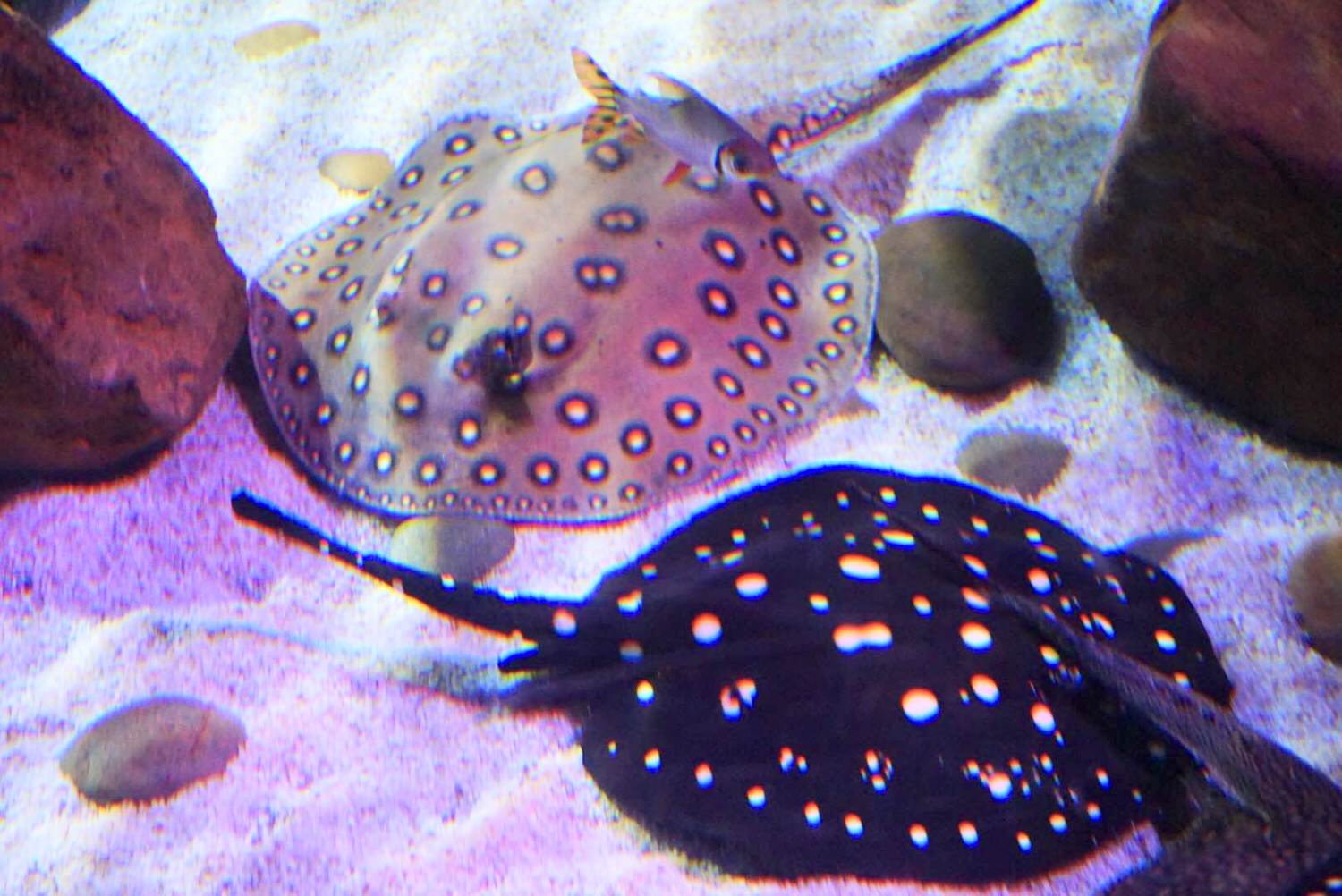 曼谷親子景點推薦｜曼谷暹羅海洋世界Sea Life Bangkok Ocean World、杜莎夫人蠟像館 | 曼谷下雨天大熱天室內景點推薦！