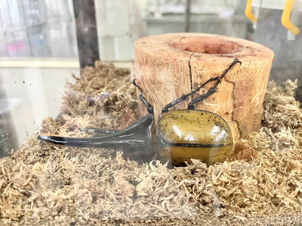 中壢甲蟲店推薦【阿峰甲蟲】獨角仙、鍬形蟲、雞母蟲、果凍飼育箱腐植土全都有！