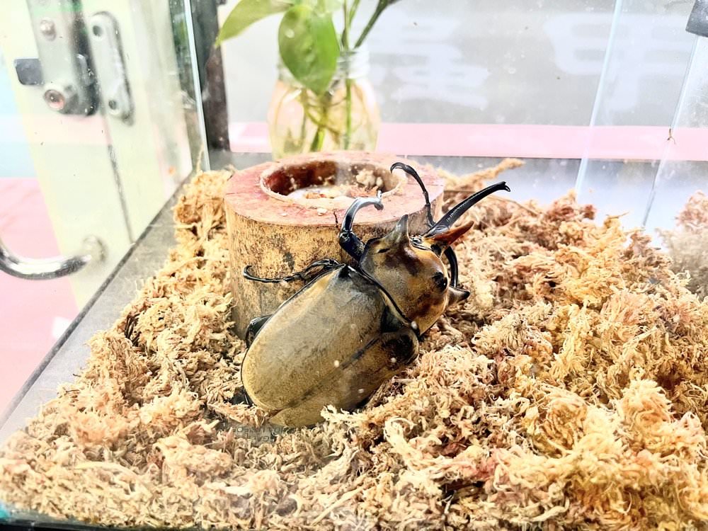 中壢甲蟲店推薦【阿峰甲蟲】獨角仙、鍬形蟲、雞母蟲、果凍飼育箱腐植土全都有！