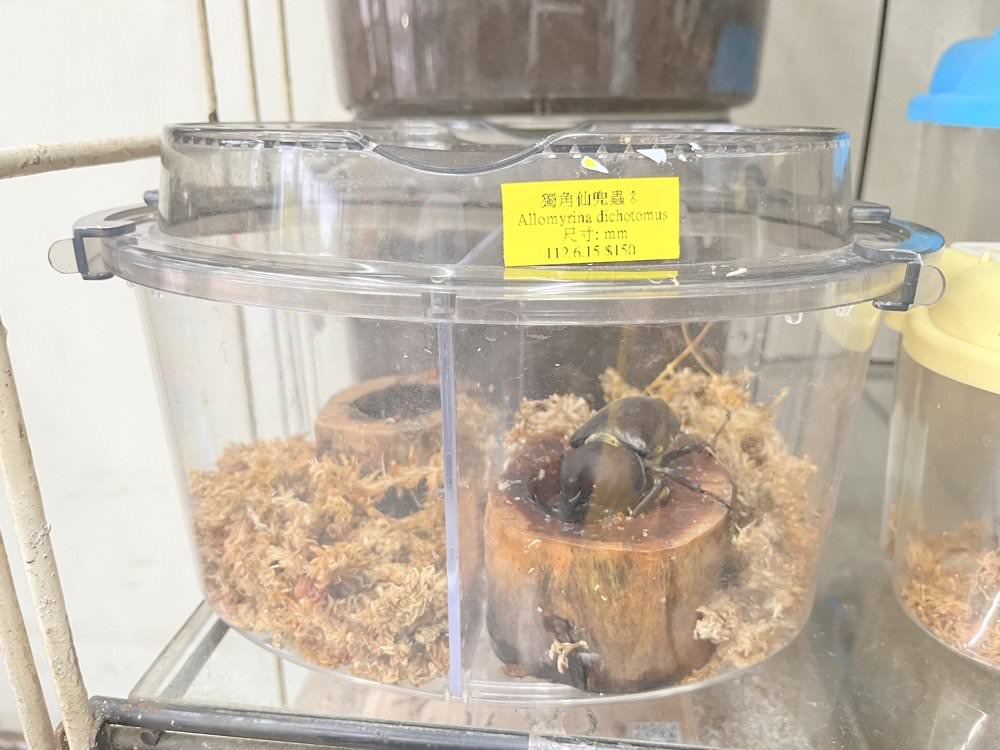 中壢甲蟲店推薦【阿峰甲蟲】獨角仙、鍬形蟲、雞母蟲、果凍飼育箱腐植土全都有！