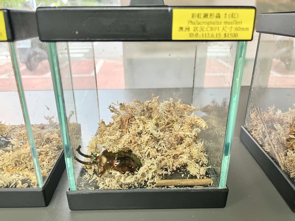 中壢甲蟲店推薦【阿峰甲蟲】獨角仙、鍬形蟲、雞母蟲、果凍飼育箱腐植土全都有！