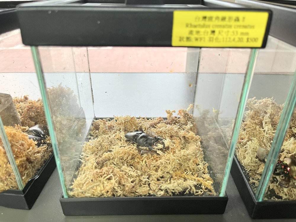 中壢甲蟲店推薦【阿峰甲蟲】獨角仙、鍬形蟲、雞母蟲、果凍飼育箱腐植土全都有！