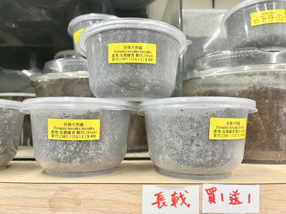 中壢甲蟲店推薦【阿峰甲蟲】獨角仙、鍬形蟲、雞母蟲、果凍飼育箱腐植土全都有！