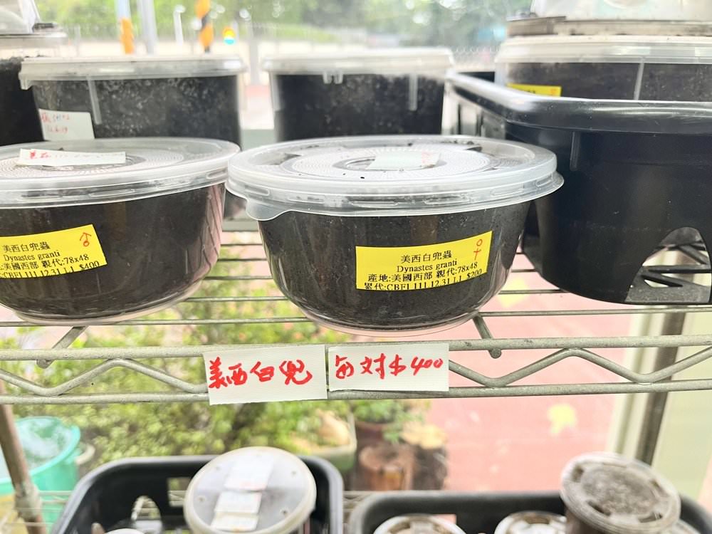 中壢甲蟲店推薦【阿峰甲蟲】獨角仙、鍬形蟲、雞母蟲、果凍飼育箱腐植土全都有！