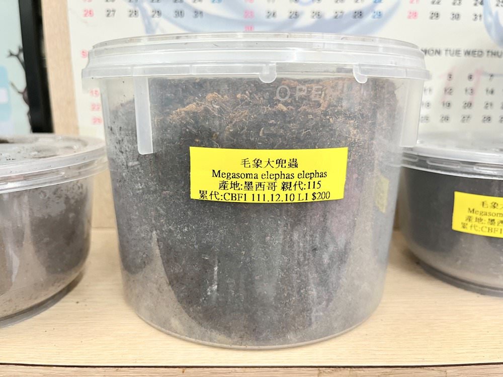 中壢甲蟲店推薦【阿峰甲蟲】獨角仙、鍬形蟲、雞母蟲、果凍飼育箱腐植土全都有！
