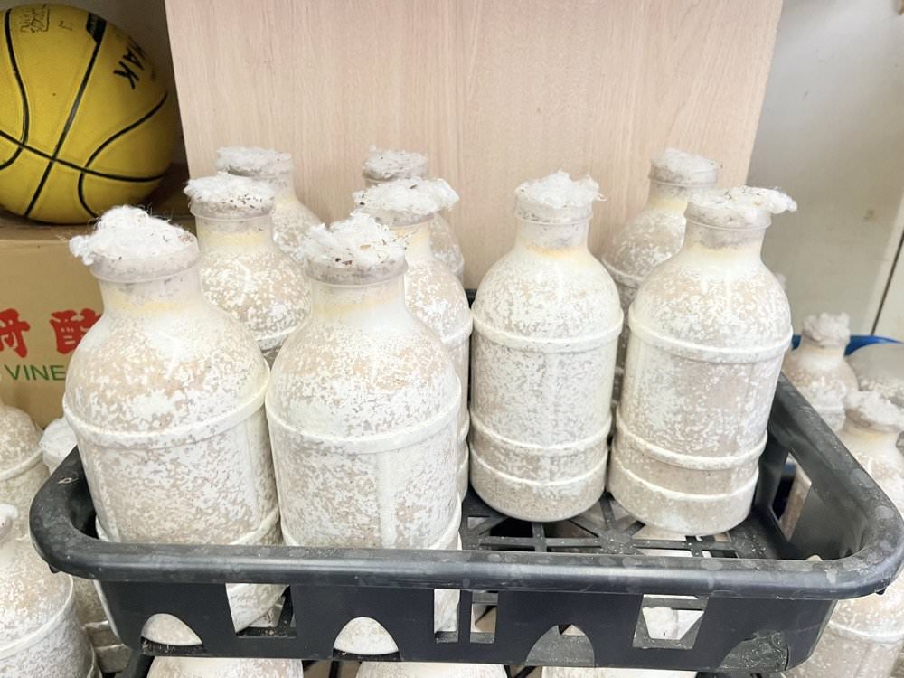 中壢甲蟲店推薦【阿峰甲蟲】獨角仙、鍬形蟲、雞母蟲、果凍飼育箱腐植土全都有！