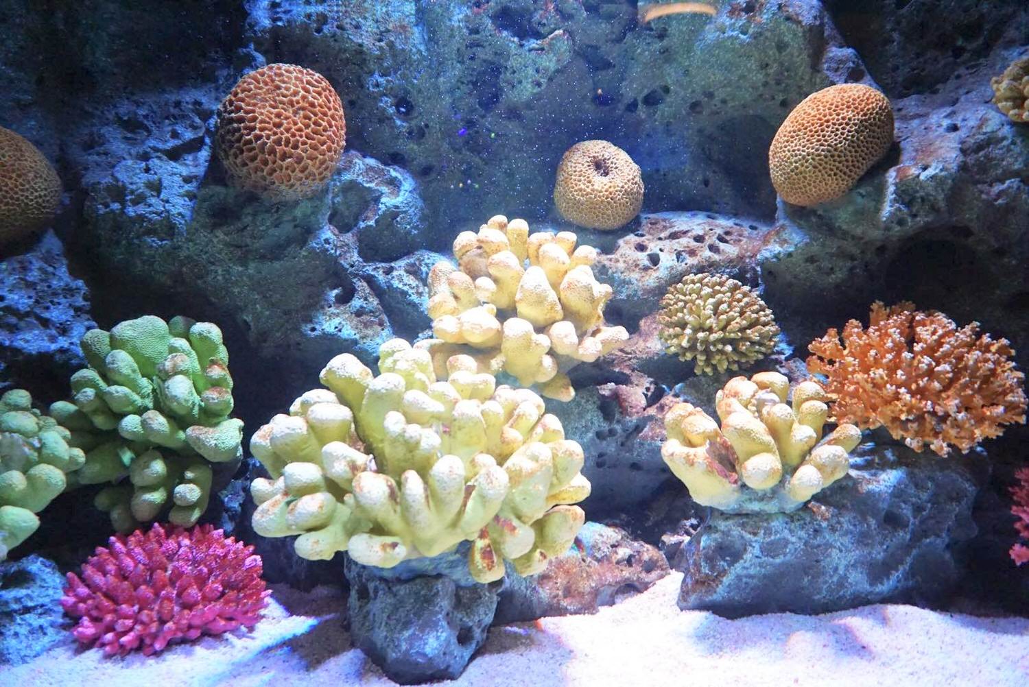 曼谷親子景點推薦｜曼谷暹羅海洋世界Sea Life Bangkok Ocean World、杜莎夫人蠟像館 | 曼谷下雨天大熱天室內景點推薦！