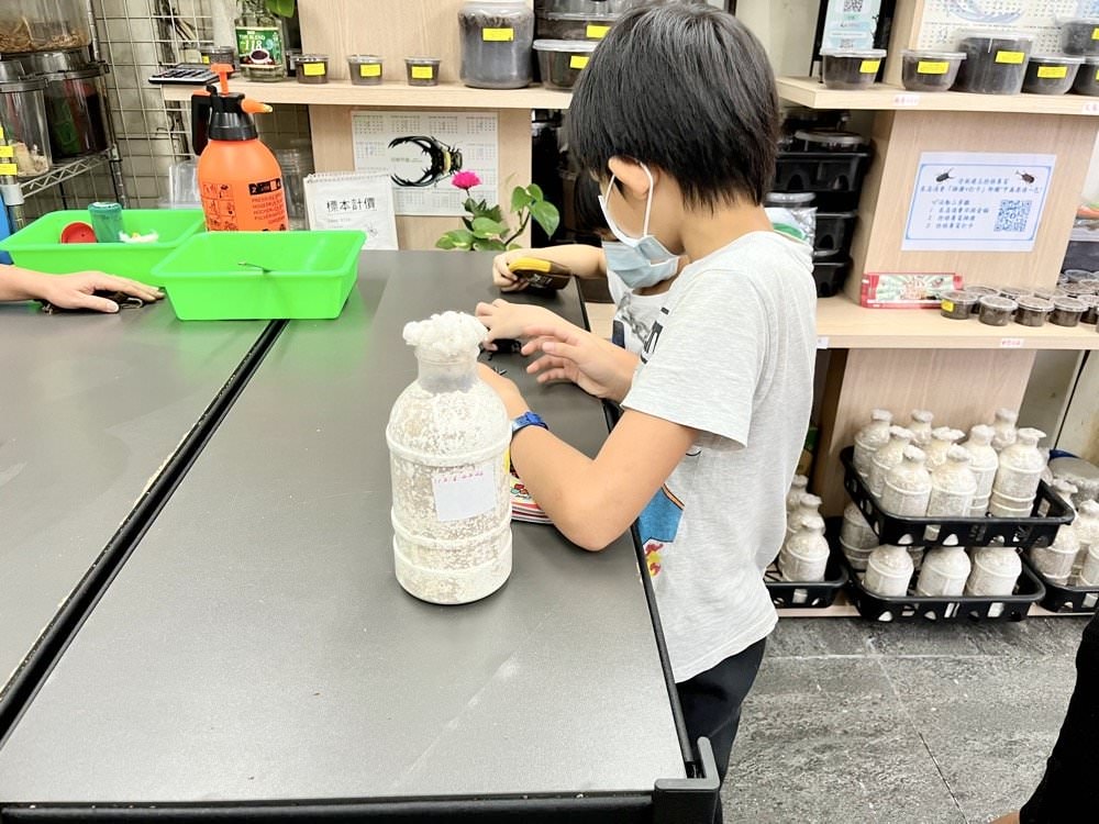 中壢甲蟲店推薦【阿峰甲蟲】獨角仙、鍬形蟲、雞母蟲、果凍飼育箱腐植土全都有！