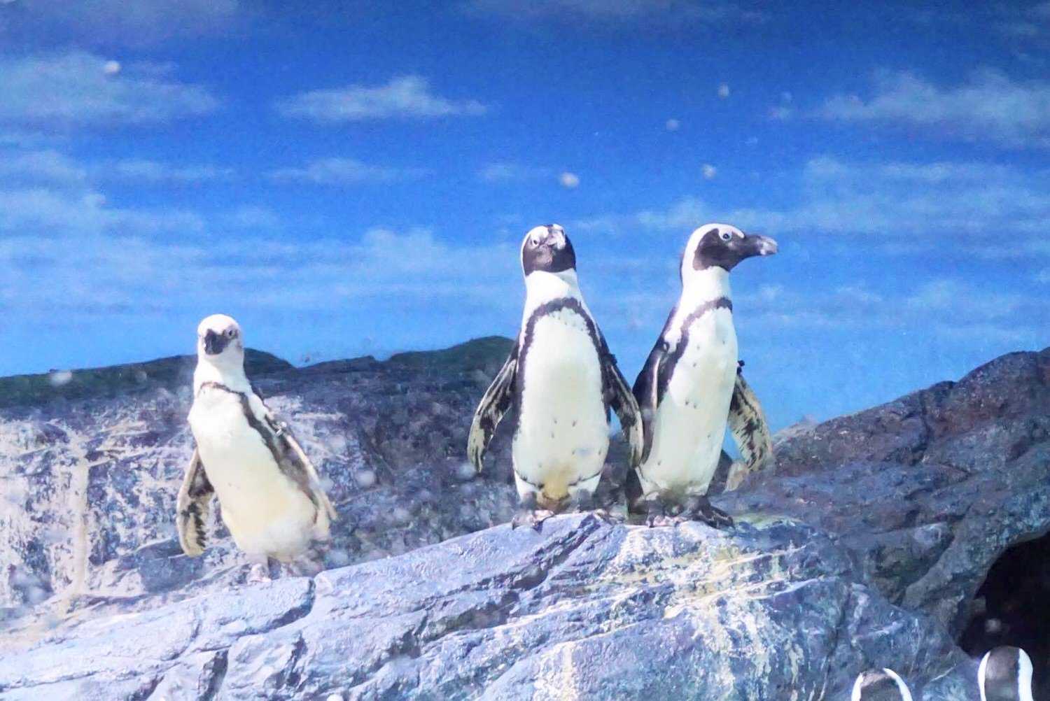 曼谷親子景點推薦｜曼谷暹羅海洋世界Sea Life Bangkok Ocean World、杜莎夫人蠟像館 | 曼谷下雨天大熱天室內景點推薦！