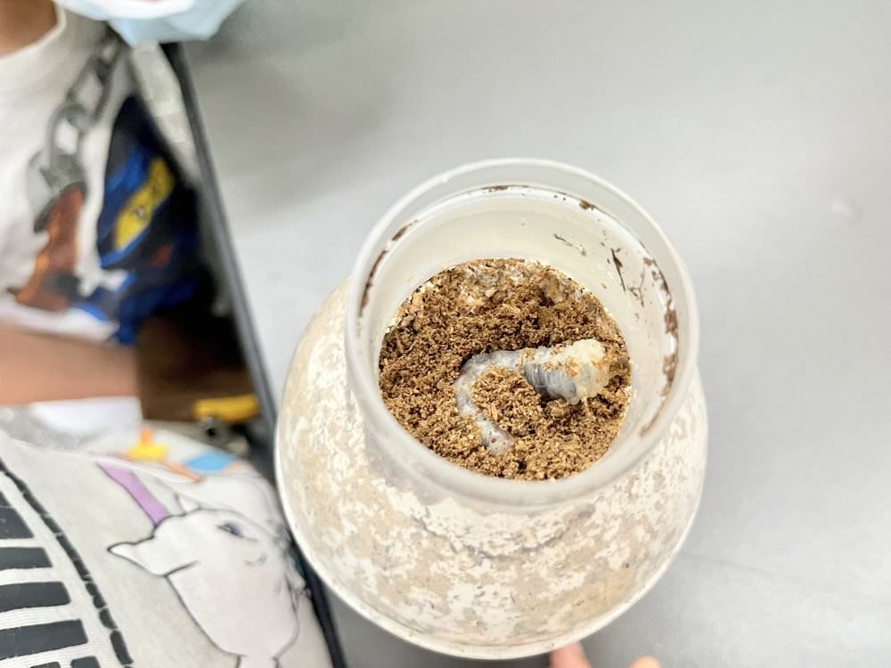 中壢甲蟲店推薦【阿峰甲蟲】獨角仙、鍬形蟲、雞母蟲、果凍飼育箱腐植土全都有！