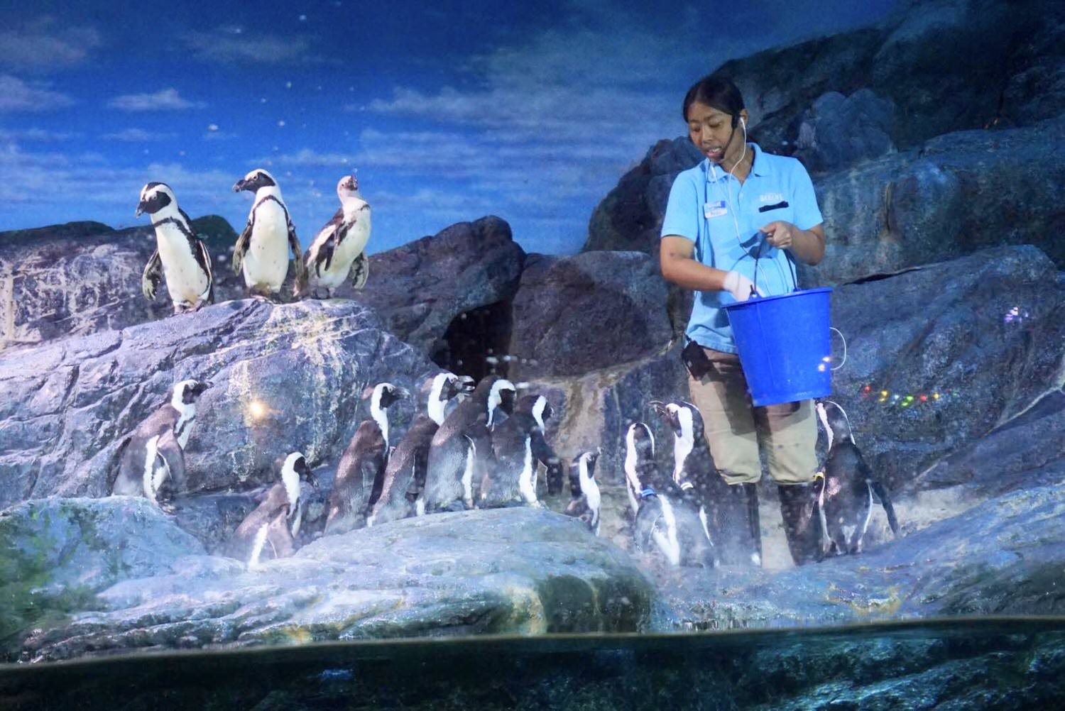 18 曼谷親子景點推薦｜曼谷暹羅海洋世界Sea Life Bangkok Ocean World、杜莎夫人蠟像館 百貨公司內下雨天.大熱天室內景點推薦