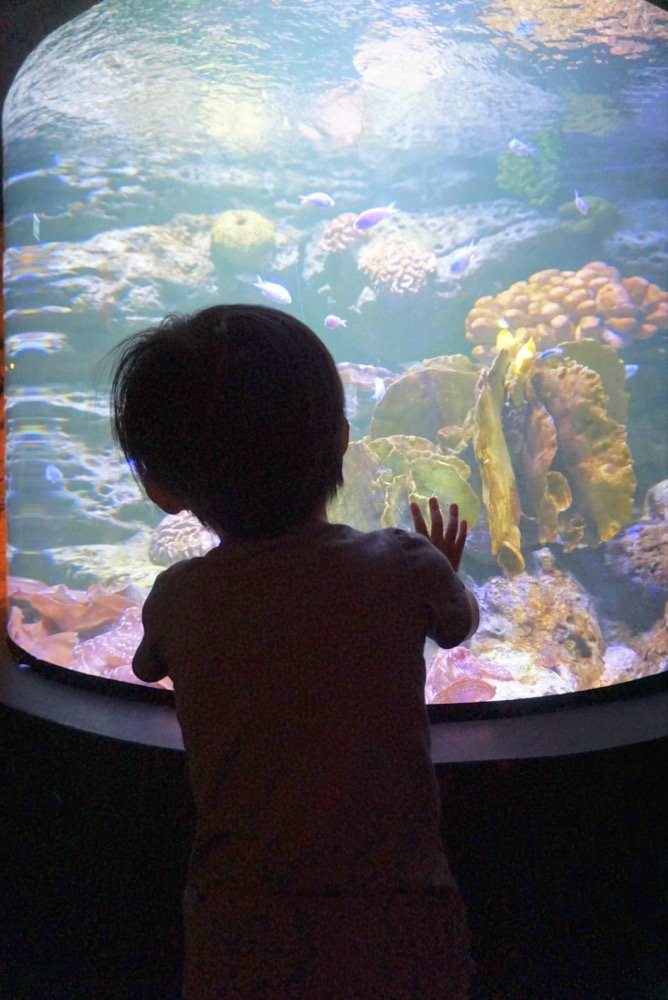 曼谷親子景點推薦｜曼谷暹羅海洋世界Sea Life Bangkok Ocean World、杜莎夫人蠟像館 | 曼谷下雨天大熱天室內景點推薦！