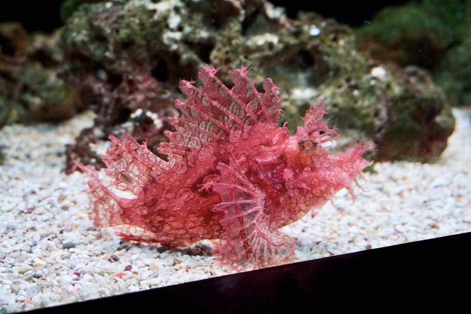 曼谷親子景點推薦｜曼谷暹羅海洋世界Sea Life Bangkok Ocean World、杜莎夫人蠟像館 | 曼谷下雨天大熱天室內景點推薦！