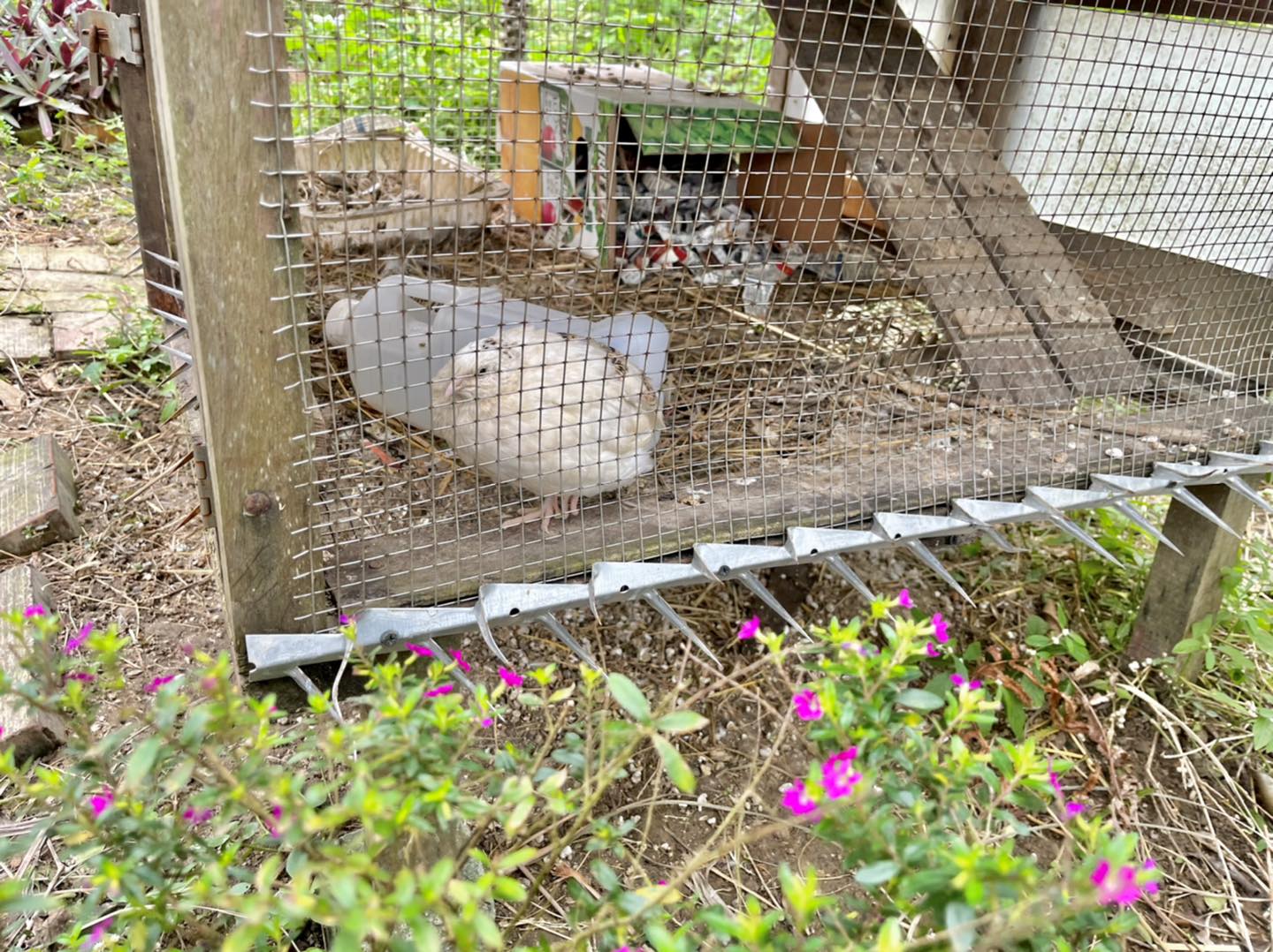 桃園新屋美食｜14F 手作甜點。家庭料理，鄉間小路上的新鮮美味(親子友善)