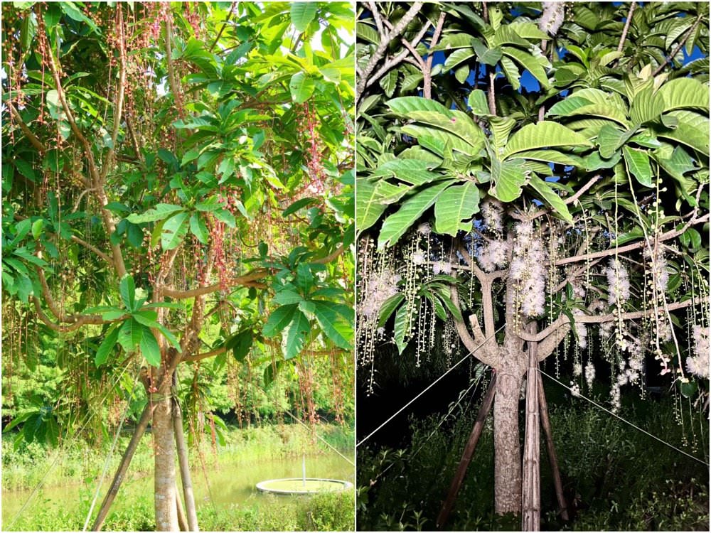 新北無菜單料理推薦【鳶山紅樓】知名飯店行政主廚執掌極品美味！三峽景觀餐廳賞花看夕陽、遠眺大漢溪