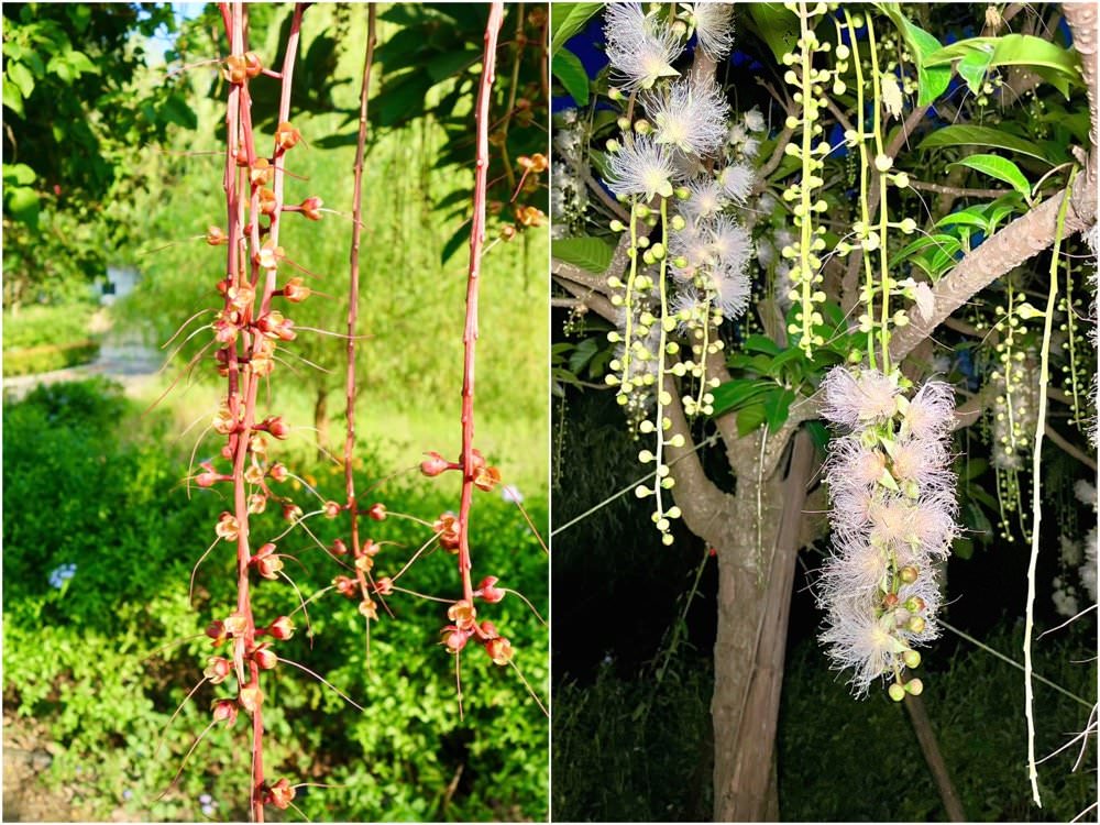 新北無菜單料理推薦【鳶山紅樓】知名飯店行政主廚執掌極品美味！三峽景觀餐廳賞花看夕陽、遠眺大漢溪