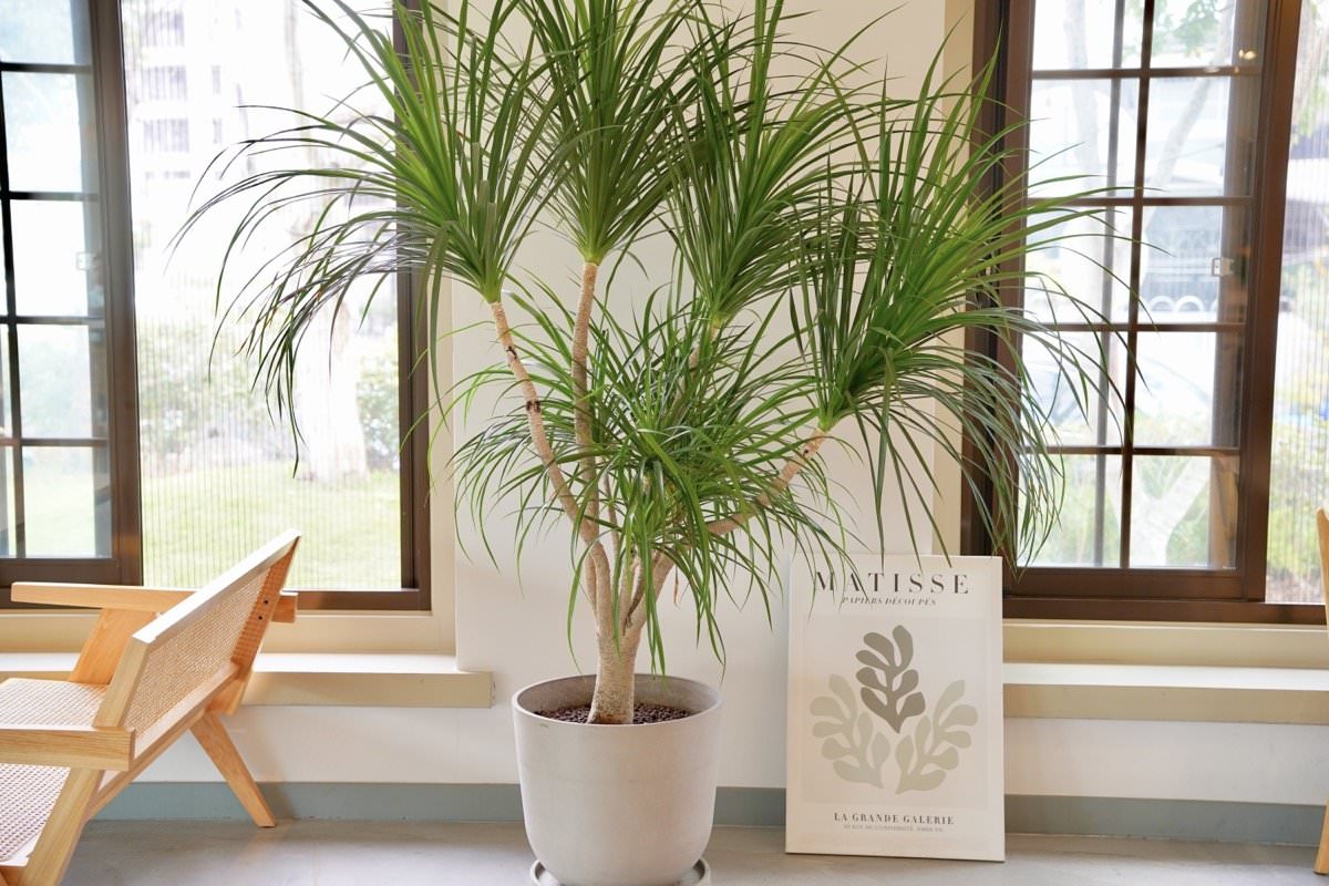 桃園咖啡廳推薦【The畔cafe&dining】龍潭大池旁超美餐廳，絕美場景好拍照，餐點擺盤美又好吃！