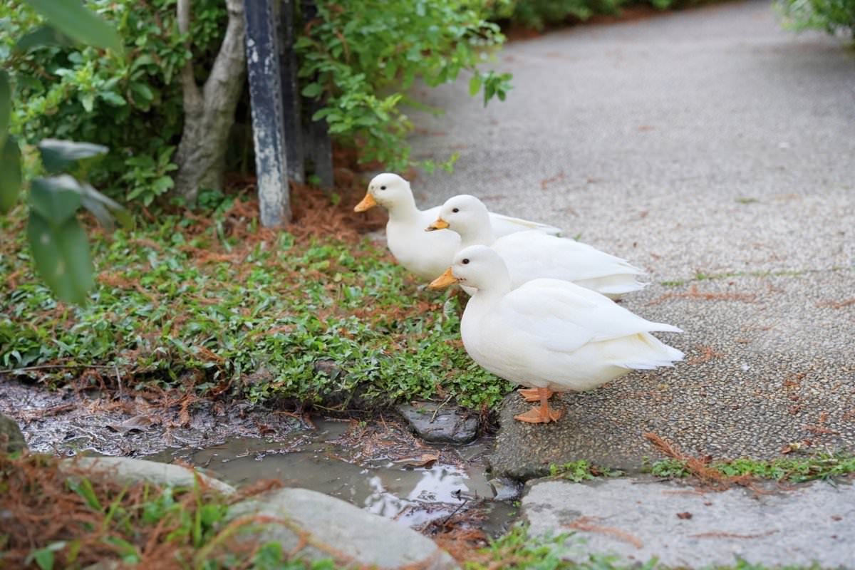 【南投住宿推薦】歐莉葉荷城堡民宿餐廳。埔里超美歐式莊園城堡，一泊二食度假去！
