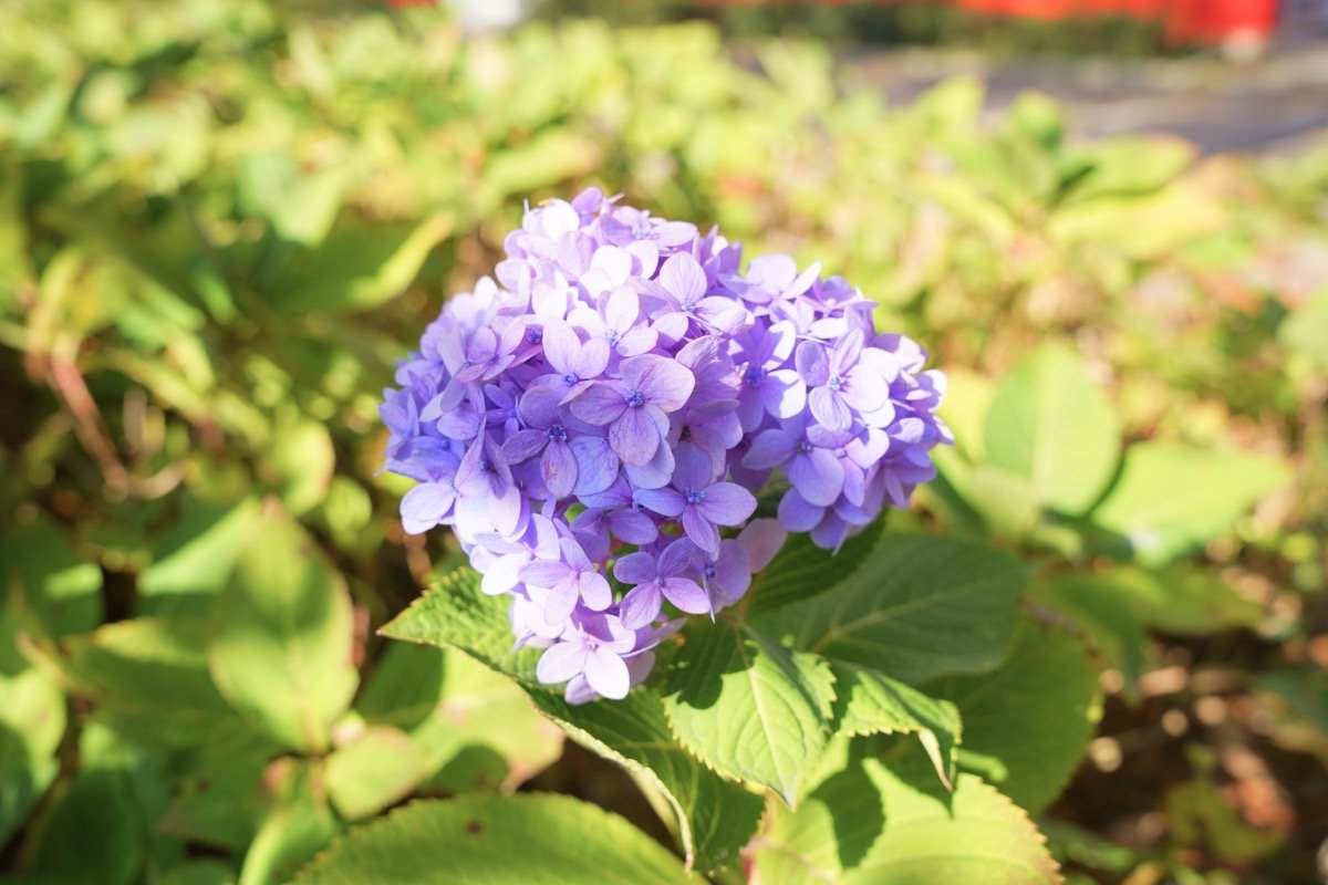 【南投住宿推薦】歐莉葉荷城堡民宿餐廳。埔里超美歐式莊園城堡，一泊二食度假去！